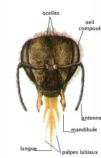 Anatomie de l'abeille